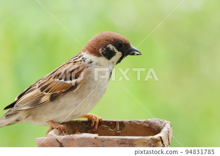 Sparrow Familiar wild bird Fresh green copse forest background Close-up Sparrow Familiar wild bird Fresh green copse forest background Close-up 94831785