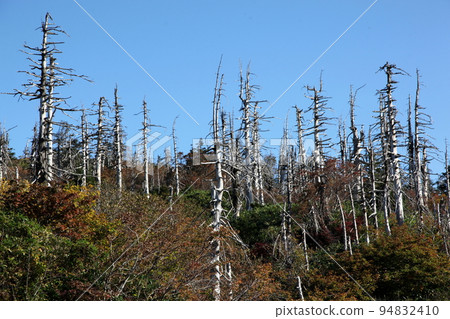 Pine wilt damage on Mt. Zao 94832410