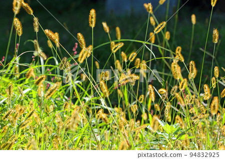 Green foxtail bathed in autumn light Tadami Town, Fukushima Prefecture Green foxtail bathed in autumn light Tadami Town, Fukushima Prefecture 94832925
