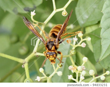 胡蜂Simillima 94833231