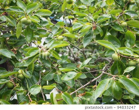 Home garden 94833247