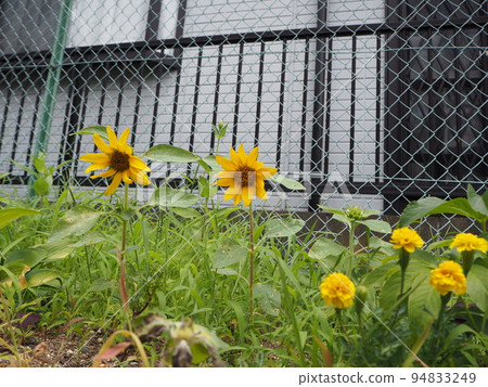 Home garden 94833249