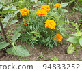 Home garden 94833252