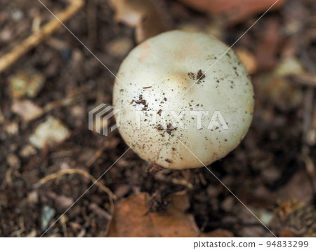 landscape with white mushrooms landscape with white mushrooms 94833299
