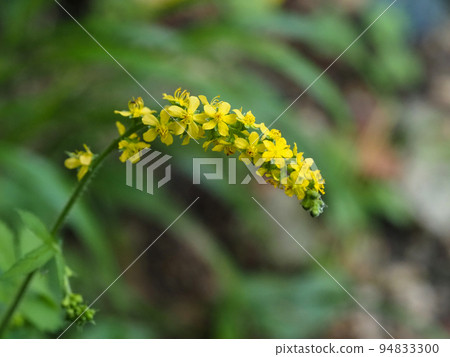 Yellow flowers of Agrimony japonica Yellow flowers of Agrimony japonica 94833300