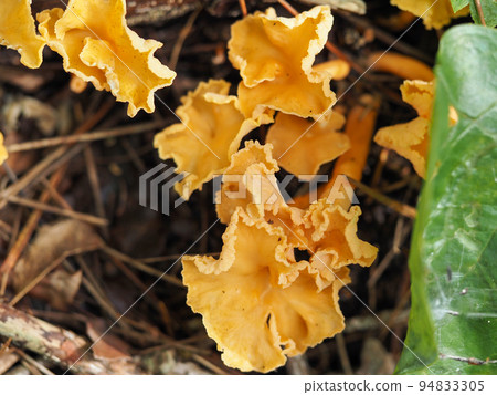 景觀與雞油菌（蘑菇） 94833305