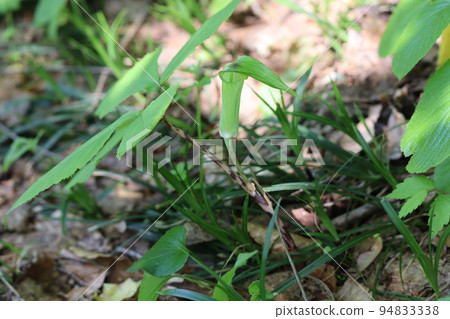 Hitotsubaten Nansho that blooms in the shade Hitotsubaten Nansho that blooms in the shade 94833338