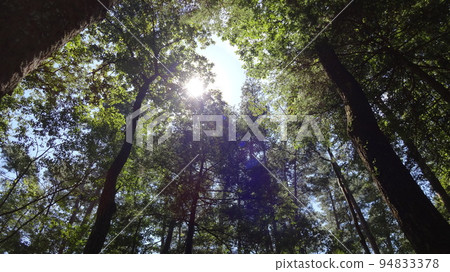 Sunbeams through the forest Sunbeams through the forest 94833378