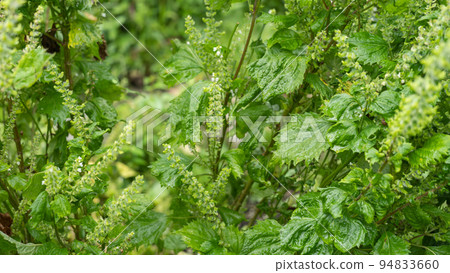Shiso flowers Shiso flowers 94833660