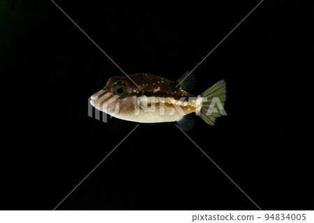 Young fish of Kitamakura 94834005