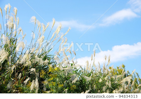 Shining Ogi flower spikes 94834313