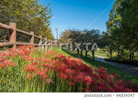 Cluster amaryllis blooming in Uchikami River flood control green space Cluster amaryllis blooming in Uchikami River flood control green space 94834347