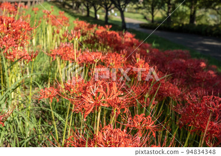 Cluster amaryllis blooming in Uchikami River flood control green space Cluster amaryllis blooming in Uchikami River flood control green space 94834348