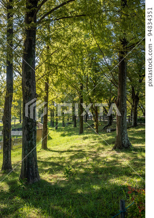 寢屋川市內上河防洪綠地秋季風景 寢屋川市內上河防洪綠地秋季風景 94834351