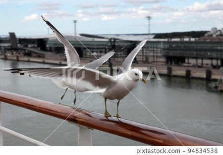 A flock of seagulls in Helsinki harbor perched on a cruise ship 94834538
