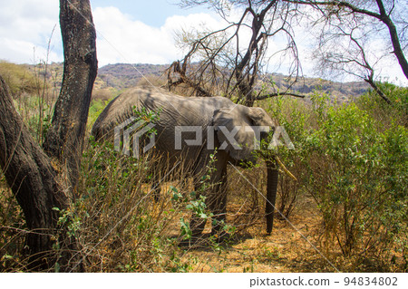 African elephant in Lake Manyara National Park, Tanzania 94834802