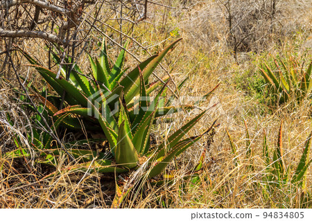 Green aloe vera plant in the garden Green aloe vera plant in the garden 94834805