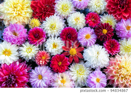 dahlia in water dahlia in water 94834867