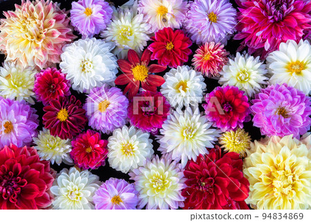 dahlia floating in water dahlia floating in water 94834869