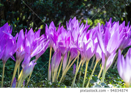 Colchicum clump Colchicum clump 94834874