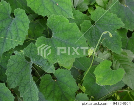 Karasuuri Karasuuri 94834904