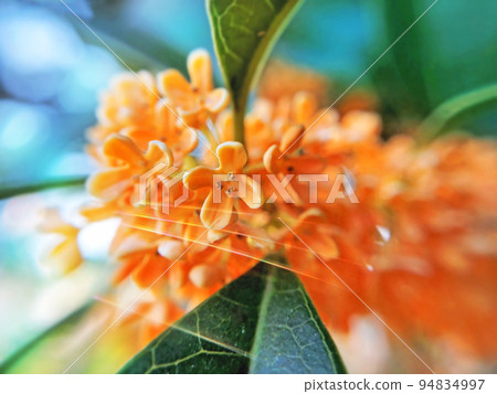 橙香桂花2特寫 94834997