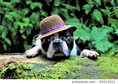 A Boston Terrier Mighty with a straw hat looking cute while riding a log on the Shukudani Falls Promenade, a famous spot in Yuzu no Sato Moroyama Town. 94835022