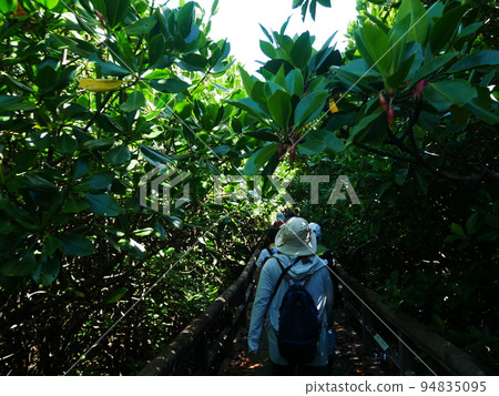 Higashi Village Fureai Hirugi Park (Okinawa) mangrove promenade Higashi Village Fureai Hirugi Park (Okinawa) mangrove promenade 94835095