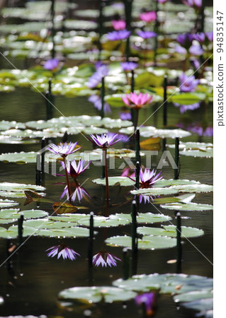 Beautiful water lilies blooming in midsummer 94835147
