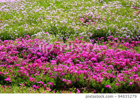 One side of mosaic cherry tree 94835279