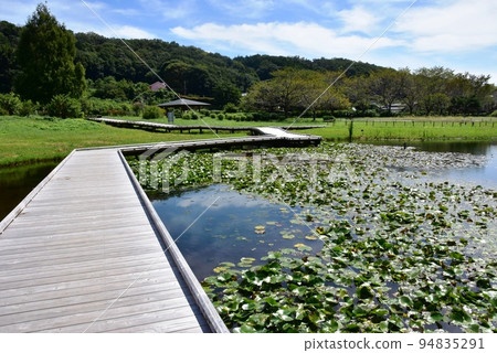 神奈川縣中井町 嚴島濕地公園的木棧道和濕地 94835291