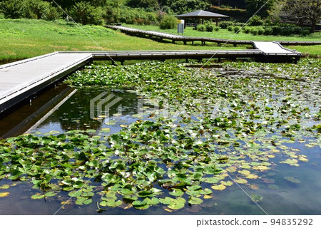 神奈川縣中井町 嚴島濕地公園的木棧道和濕地 94835292