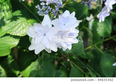 White forehead hydrangea 94835302