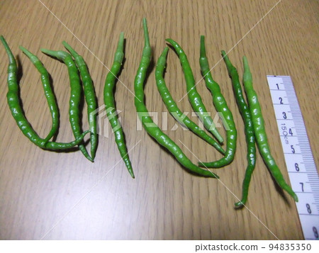 青辣椒 劍崎難波 傳統蔬菜 青辣椒 劍崎難波 傳統蔬菜 94835350