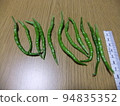 青辣椒 劍崎難波 傳統蔬菜 94835352