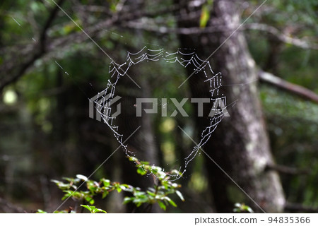 spider web with water droplets 94835366