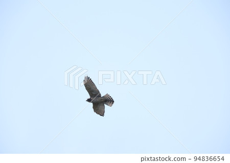 Flight of sashiva Flight of sashiva 94836654