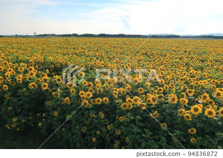 A vast sunflower field adjacent to Memanbetsu Airport A vast sunflower field adjacent to Memanbetsu Airport 94836872