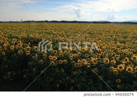 A vast sunflower field adjacent to Memanbetsu Airport 94836874