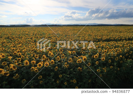 A vast sunflower field adjacent to Memanbetsu Airport 94836877
