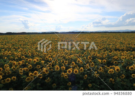 A vast sunflower field adjacent to Memanbetsu Airport 94836880