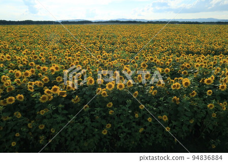 A vast sunflower field adjacent to Memanbetsu Airport 94836884