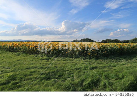 A vast sunflower field adjacent to Memanbetsu Airport 94836886