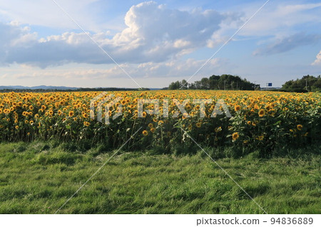 A vast sunflower field adjacent to Memanbetsu Airport 94836889