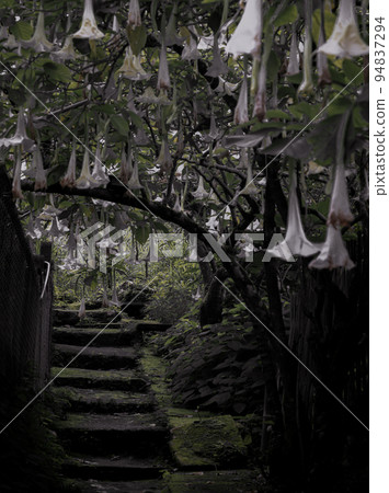 Angel's Trumpets or Brugmansia tree. White trumpet shaped flowers of ornamental plant on the walkway. 94837294