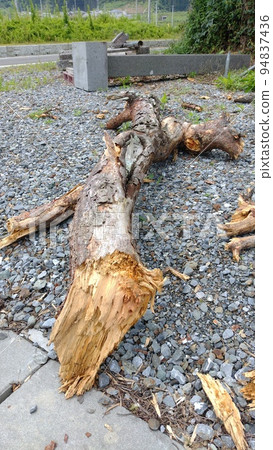 Pine weevils pests pine blight Pine weevils pests pine blight 94837436