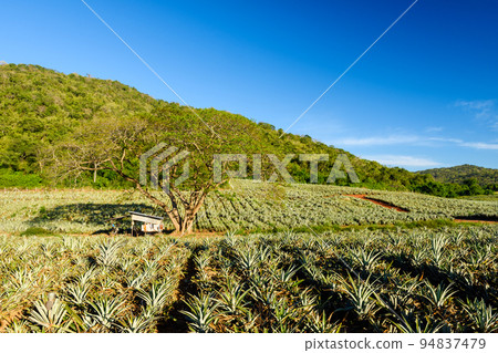 Farmer cabin under big tree at pineapple farm against blue sk 94837479