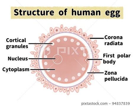 簡單易懂的雞蛋結構圖解(英文) 簡單易懂的雞蛋結構圖解(英文) 94837839