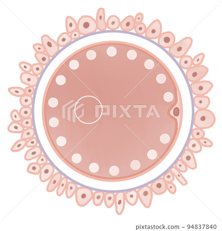 Easy-to-understand illustration of the structure of an egg 94837840
