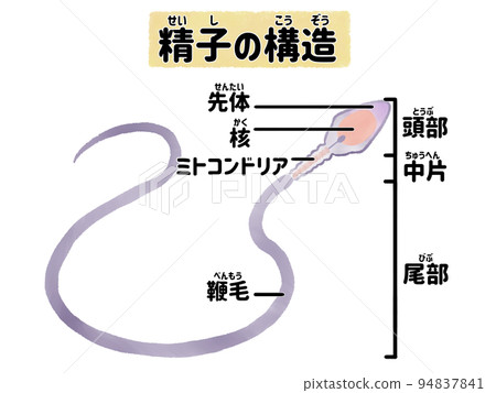 Easy-to-understand illustration of the structure of sperm (Japanese) 94837841